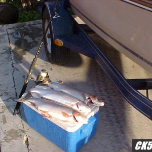 fish1