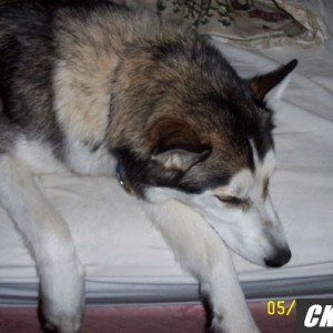 loki2