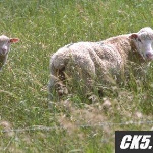 sheep