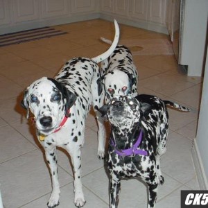 My dawgs