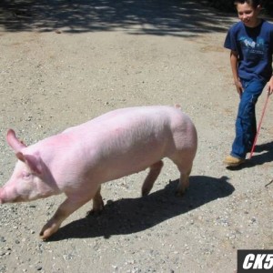 The boy exercising his pig