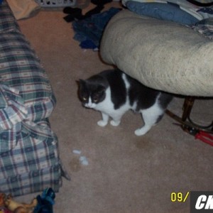 bucky