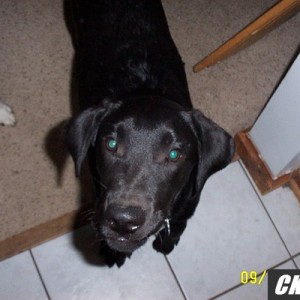 pepper
