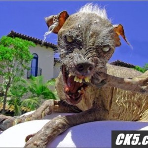 UgDog1