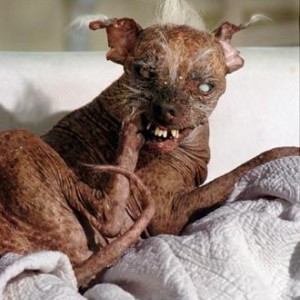 UgDog2