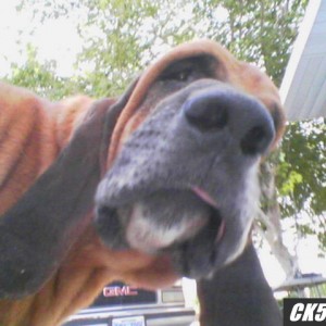earl