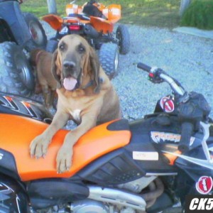 rosco