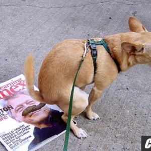Republican Chihuahua!