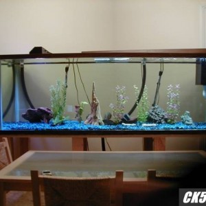 180 Gallon tank with Pirahnas