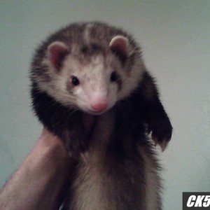 jocko