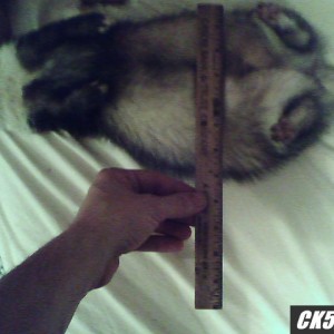 7lb ferret