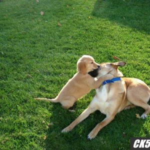 tyler_jesse_fight_2