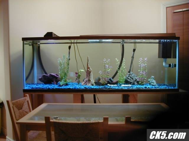 180 Gallon tank with Pirahnas