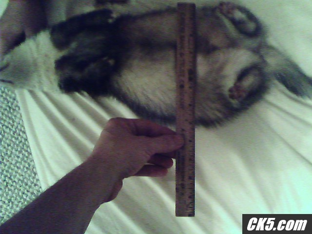 7lb ferret