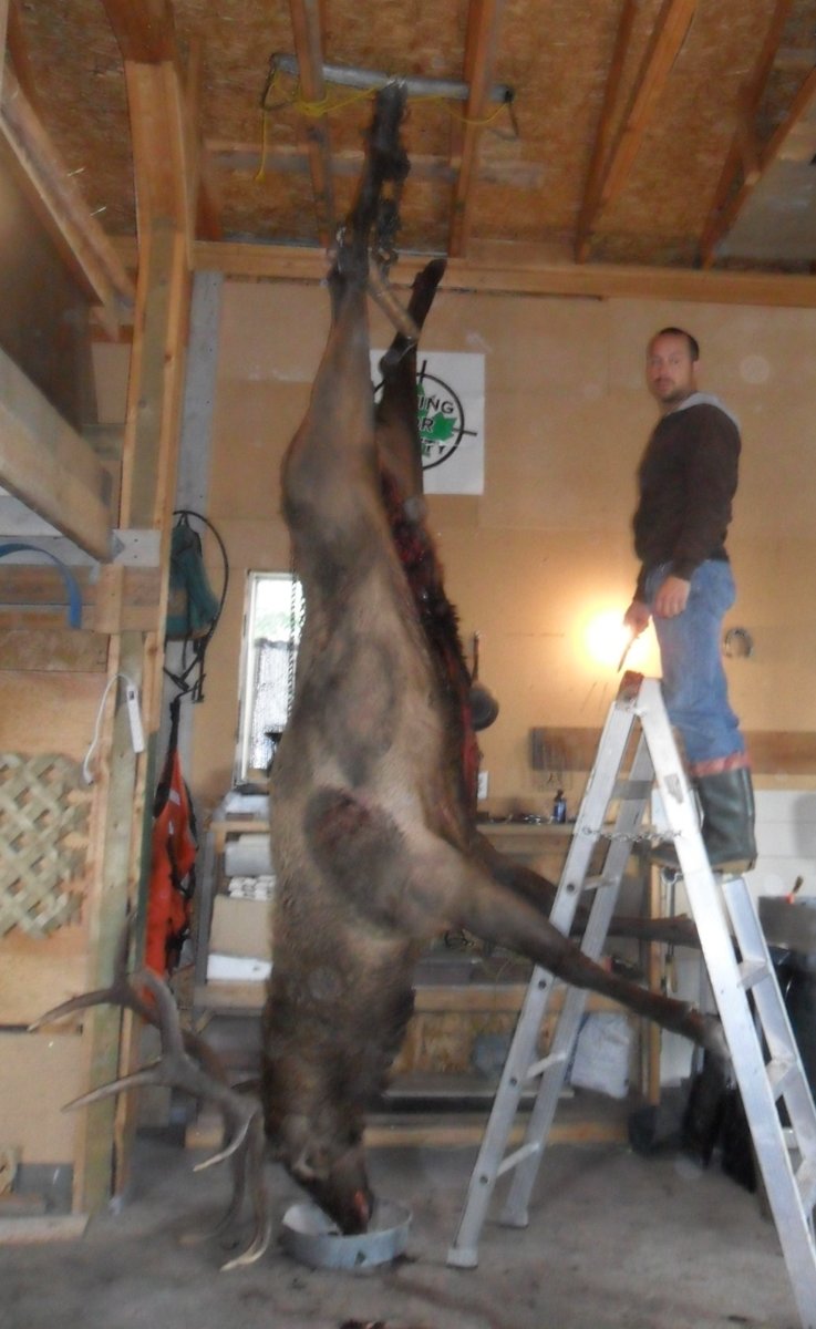 85GMCJD..elkasaurus, not huge antlers but really big body...He was old but tasted great and tender too..and no im not that short im 5'10"