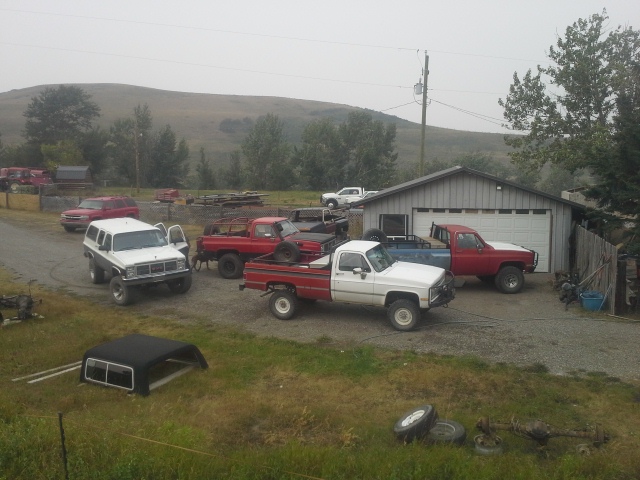 Among the herd at home