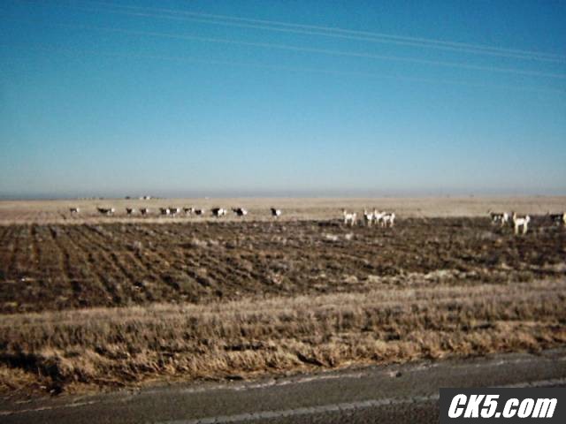 antelope