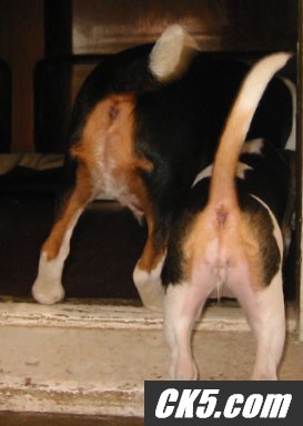 beagle_butts
