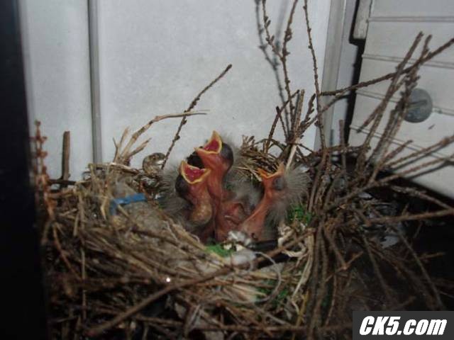 Birds