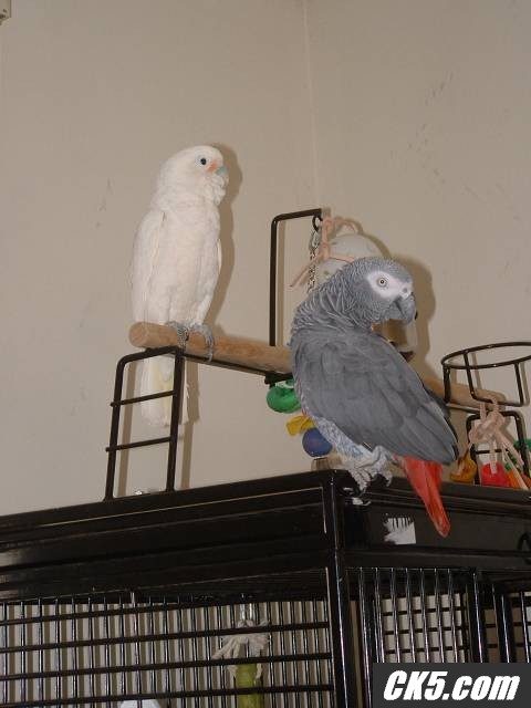 birds