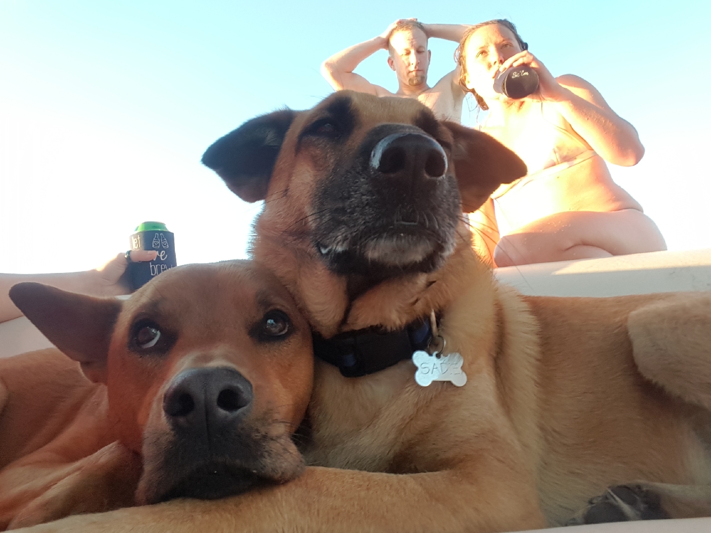 Boat k9’s