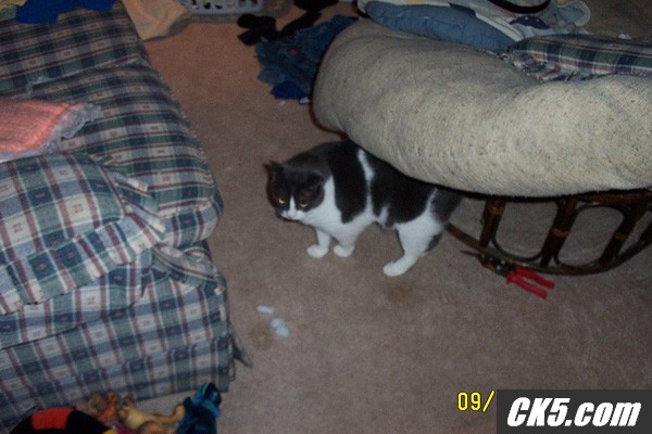 bucky
