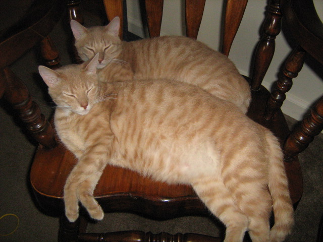cats