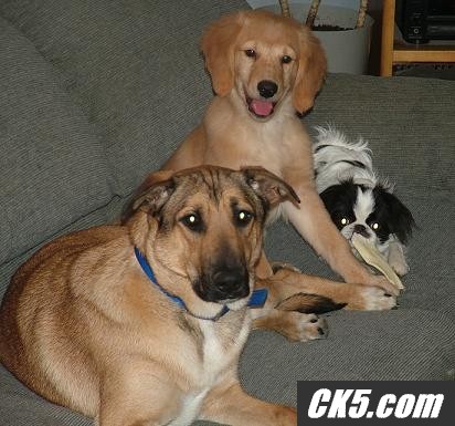 Caught_on_couch