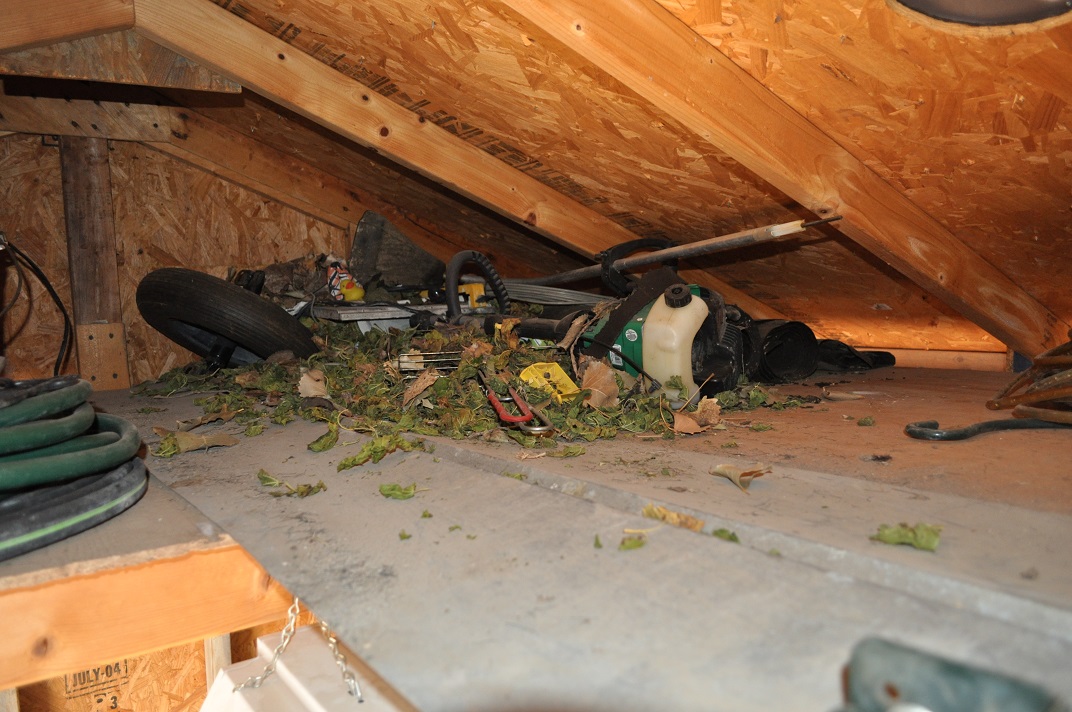 Ceiling of shed