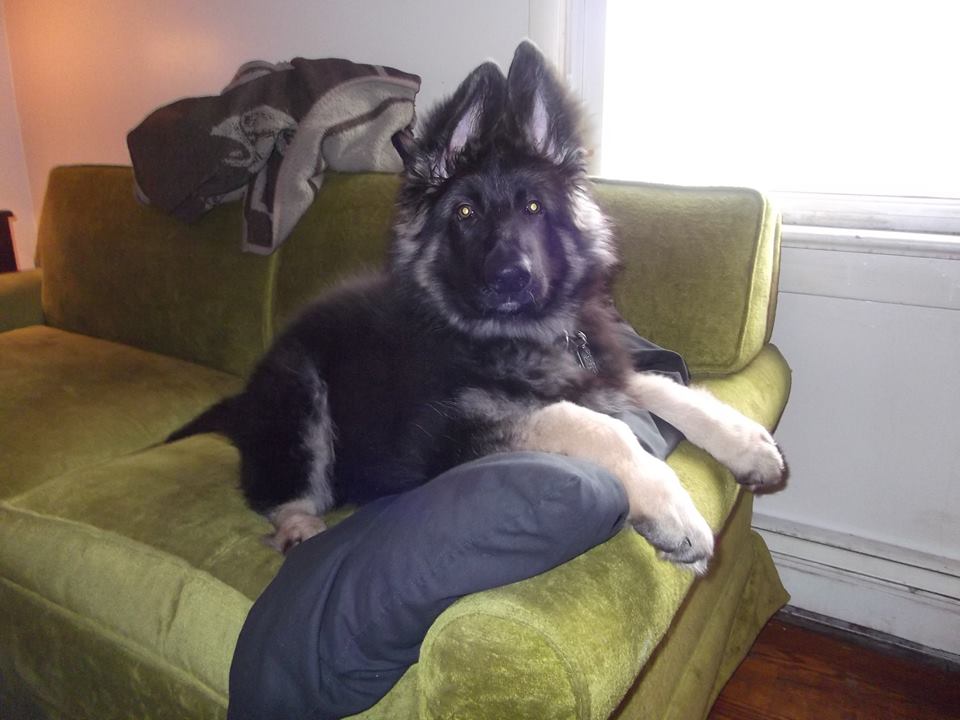 couch2