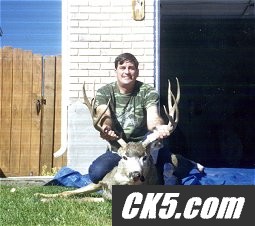 deer 02