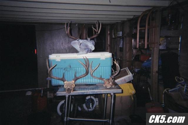 DEER PICS