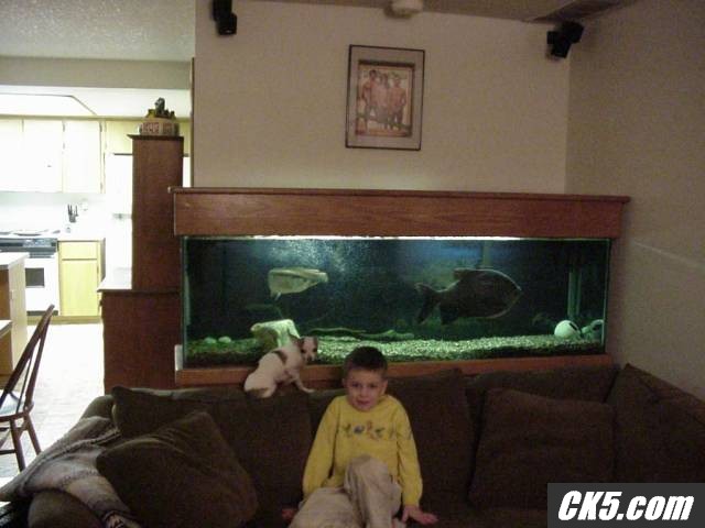 devil teaches a huahua to fish