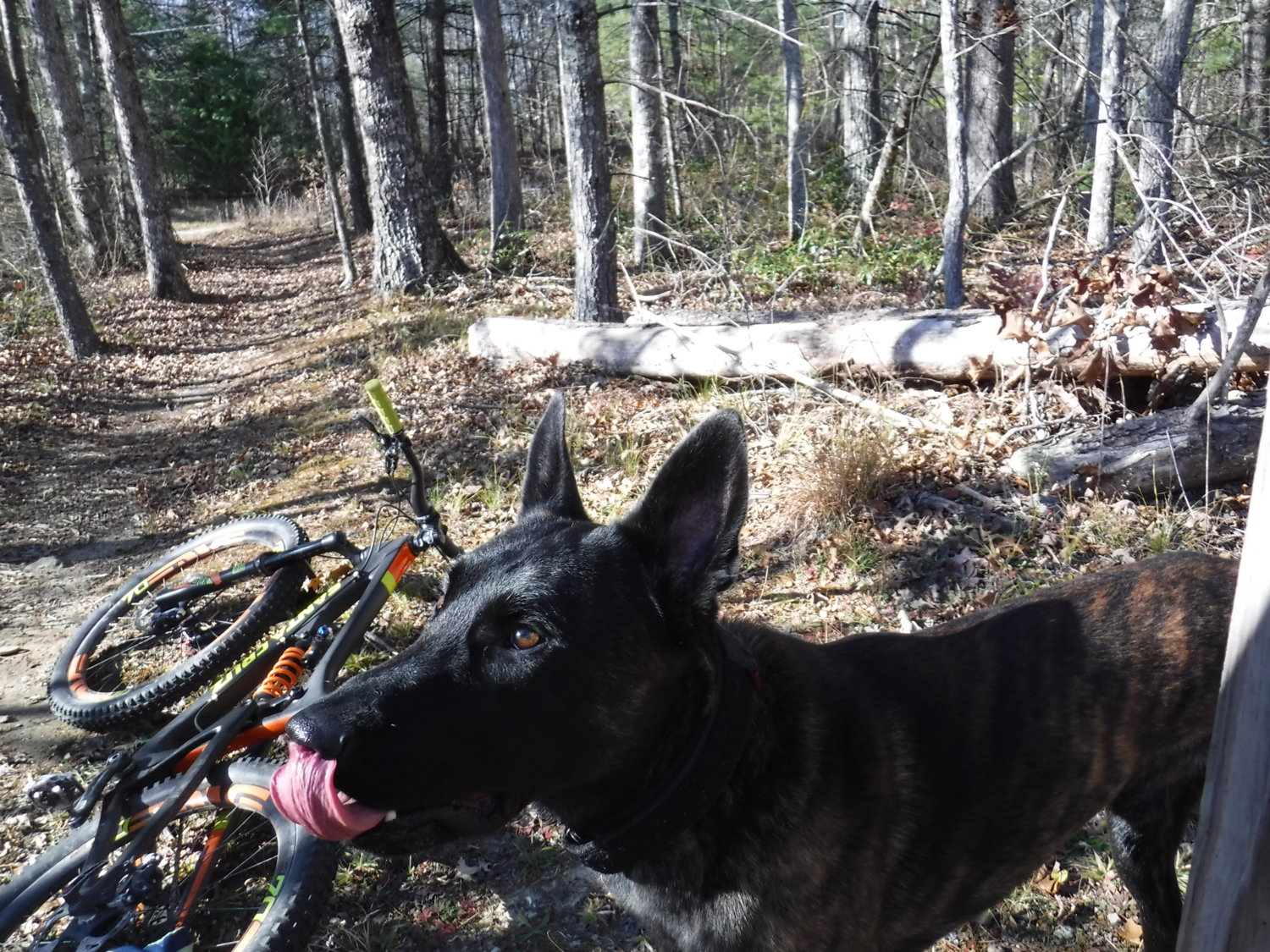 dog bike