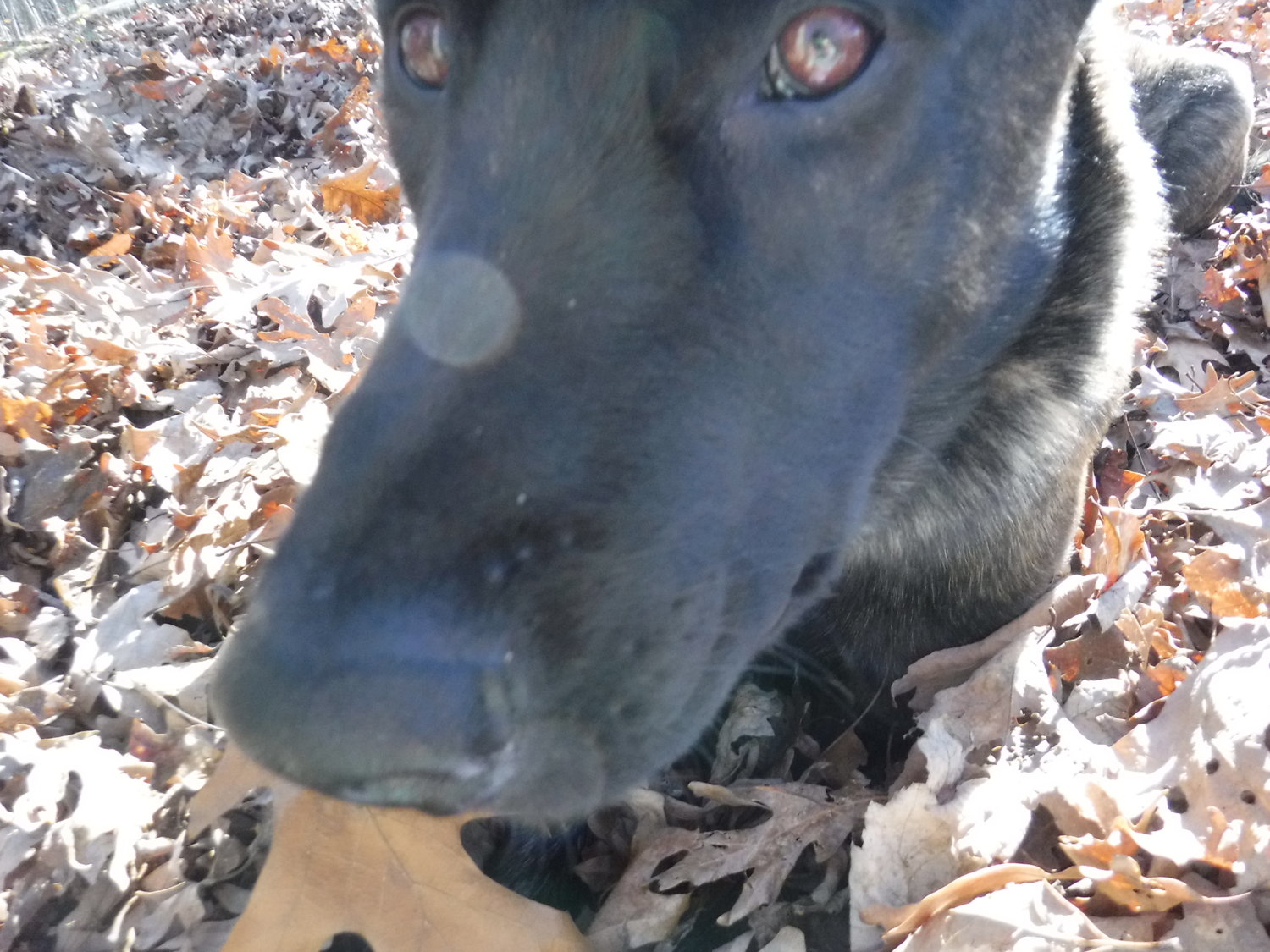 Dog Close