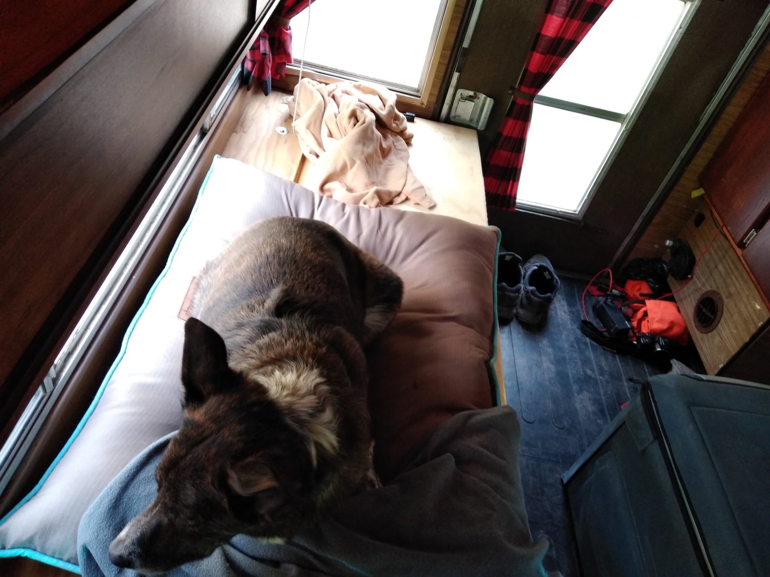 Doggo waking up