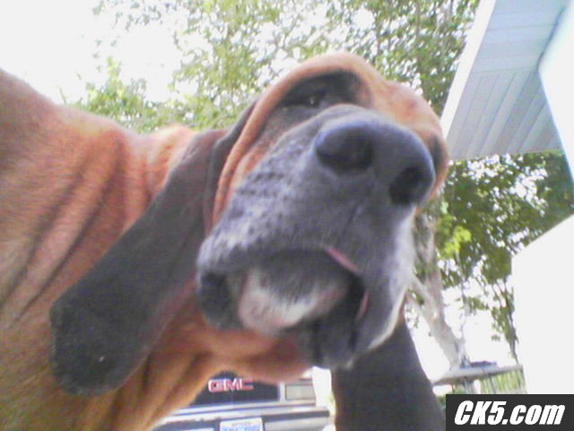 earl