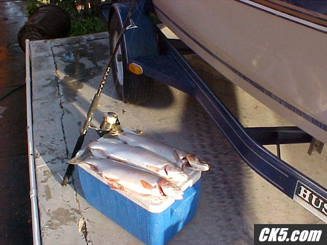 fish1