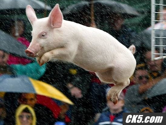 Flying_Pig