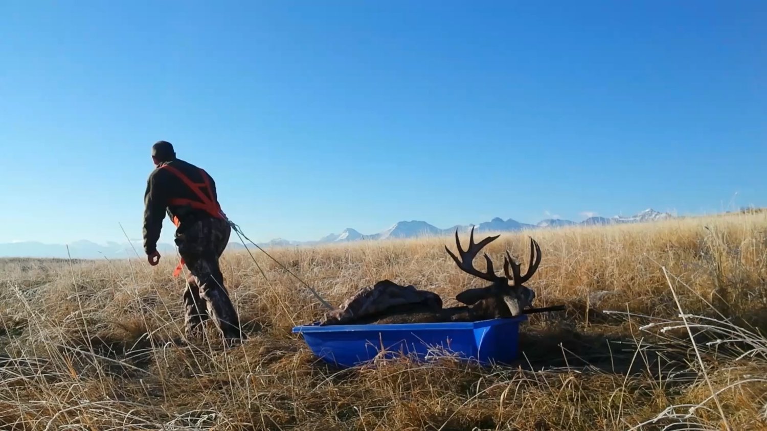 frosty grass and a calf sled made the drag easy