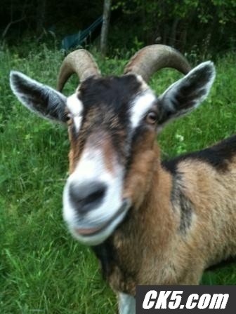 goat1