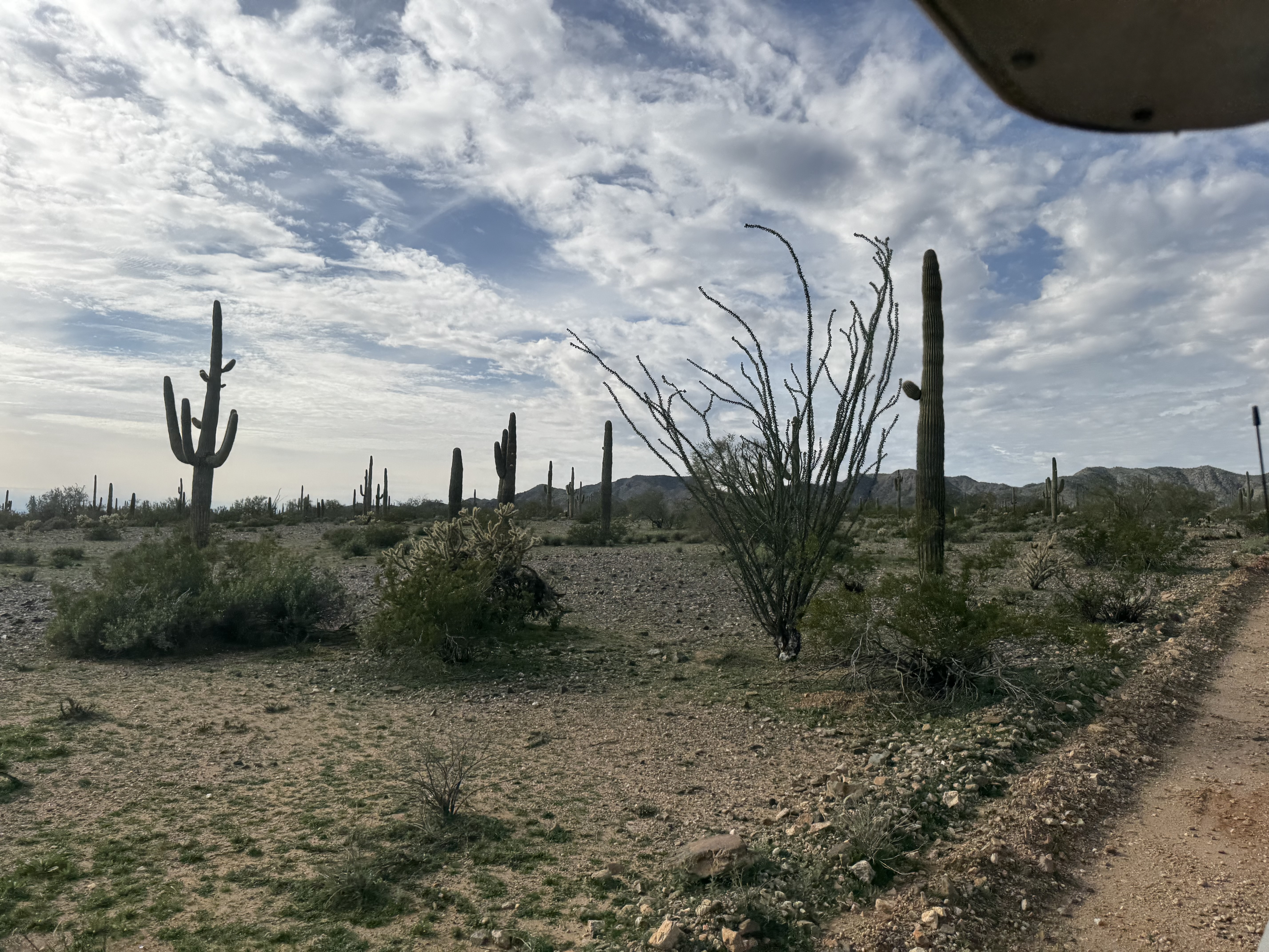 IMG_4460.jpeg