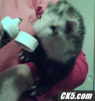 Jocko stuffing his face
