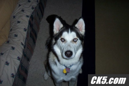 loki