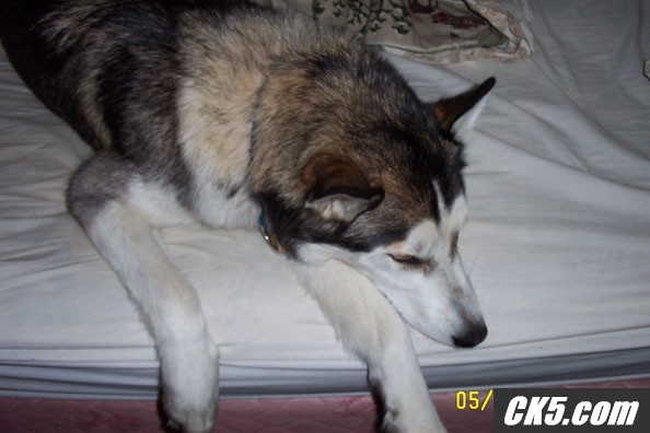 loki2