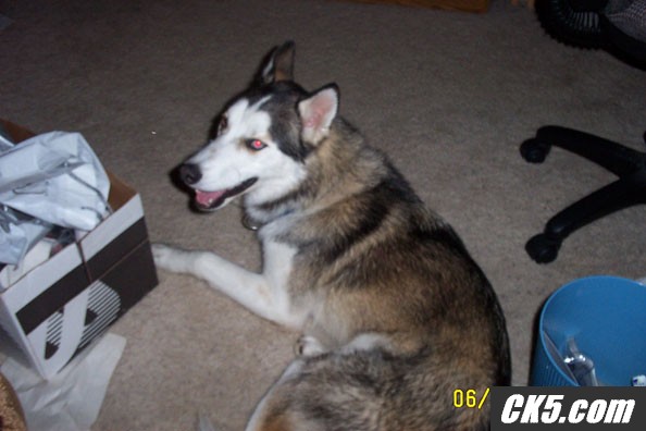 loki5