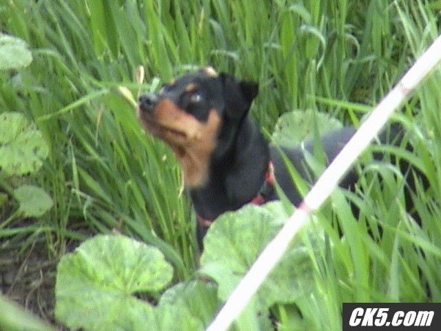 max