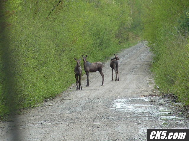 mini moose!
