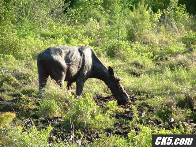 Moose