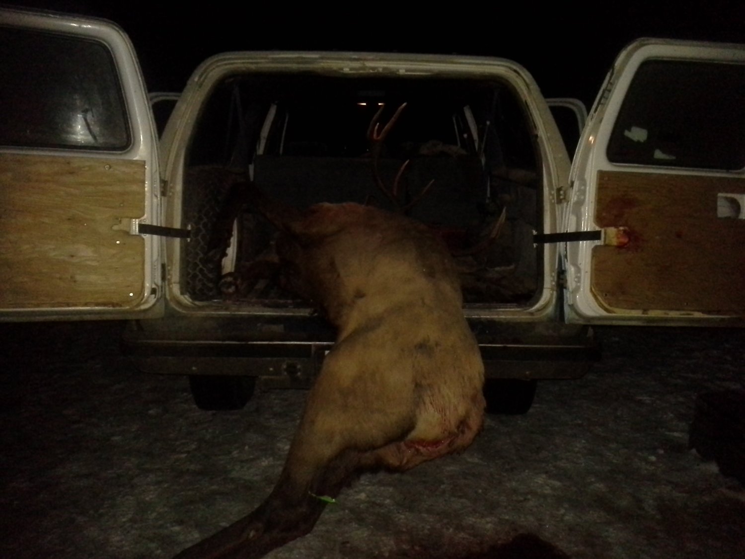 More hunting duty for my super wierd 3 antlered bull elk